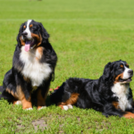 Berner Sennenhund