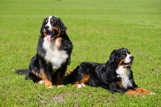 Berner Sennenhund
